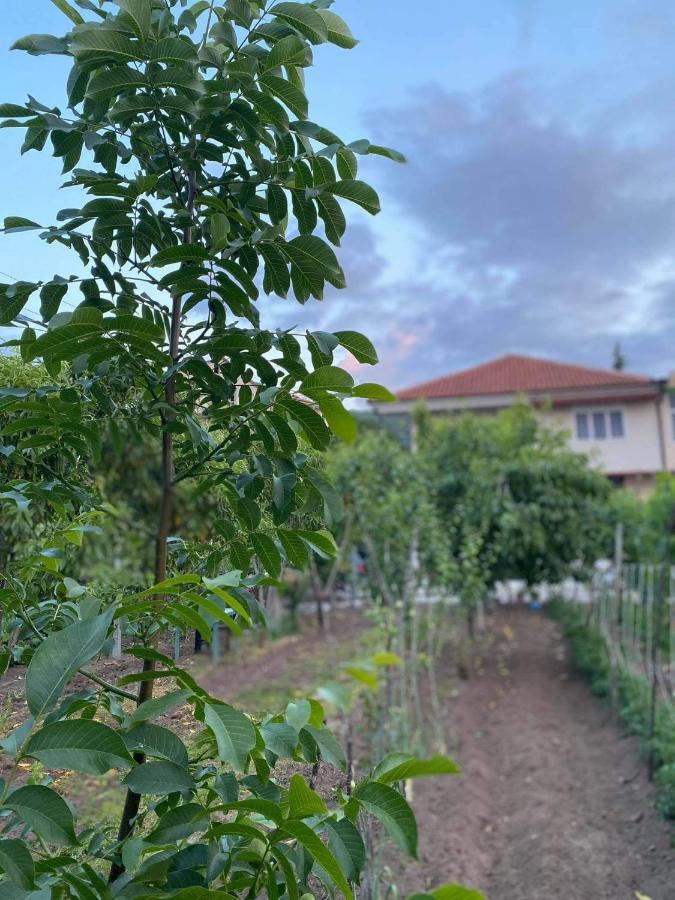 Hotel Bujtina Gjyshi Ilo Tushemisht Exteriér fotografie